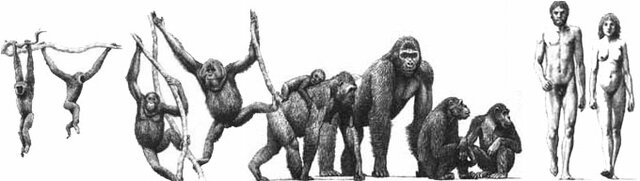 xx humanismo evolutivo