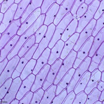 Timeline: Основні етапи дослідження клітин