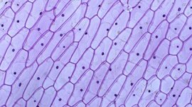 Timeline: Основні етапи дослідження клітин