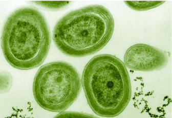 Primers bacteris anaeròbics