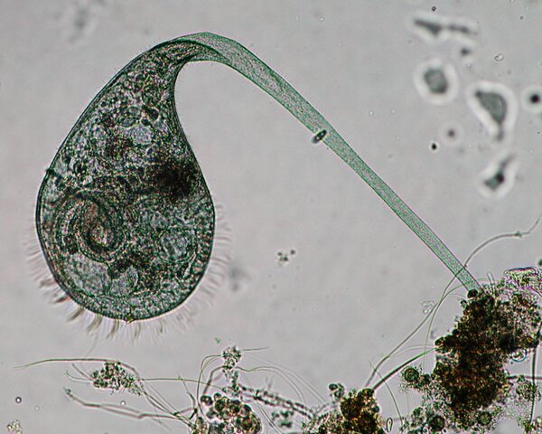 Inici fanerozoic. Organismes pluricel·lulars