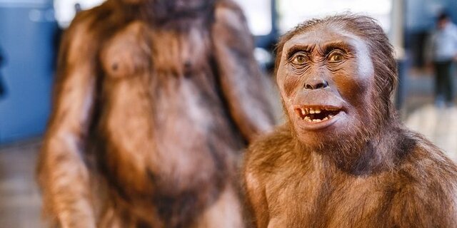 Homo erectus