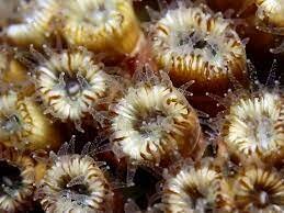 Primeros animales acuáticos