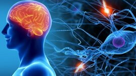 Timeline: Історія вивчення нервової системи людини