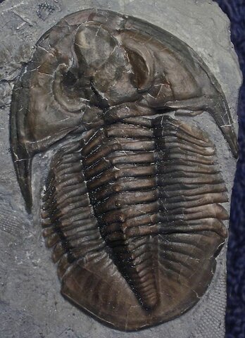 Primeros animales terrestres