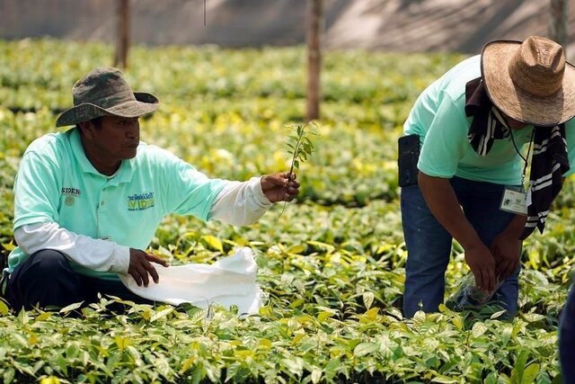 Subsidio a la producción