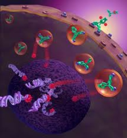 Anticuerpo de plástico para combatir las toxinas