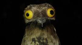 Timeline: História da ciência.