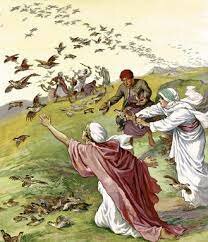 Jehová envía codornices