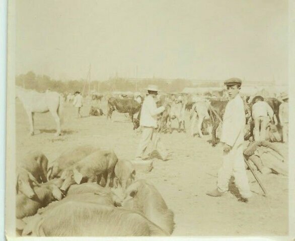 Ganadería de La Laguna