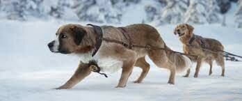 Buck becomes the leader of the pack