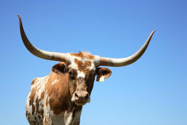 Texas Longhorn
