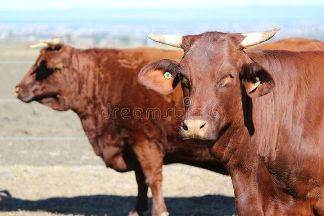 Cattle-Santa Gertrudis