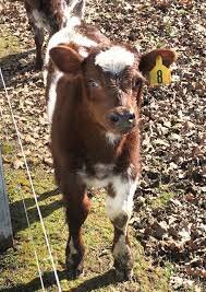 Cattle-Short Horned