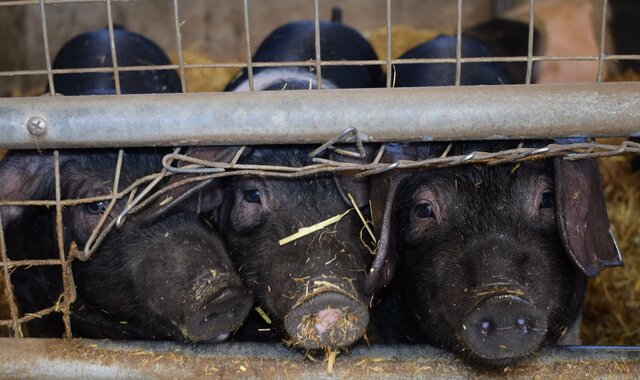 Swine-Poland China