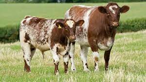 Shorthorn