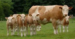 Cattle-Simmental