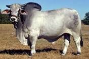 Cattle/ Brahman