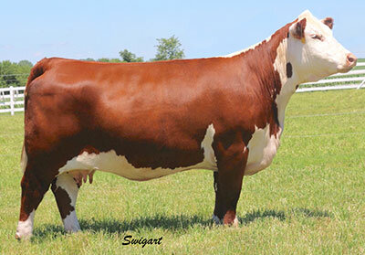 Cattle, Polled Hereford