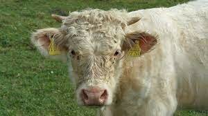 Cattle-Charolais
