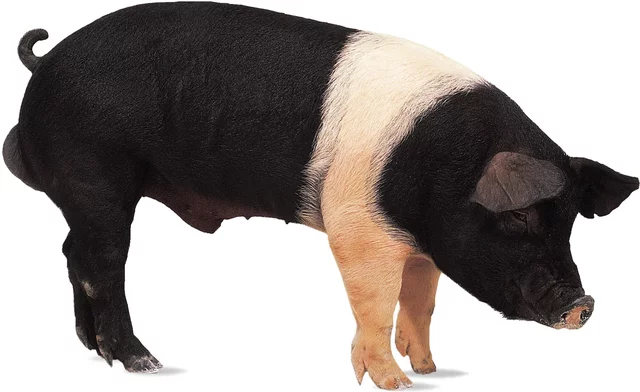 Swine-Hampshire(oreo pigs)