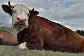 Cattle-Maine Anjou