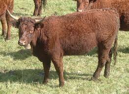 Cattle-Salers