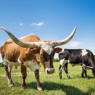 cattle/ Texas long horn