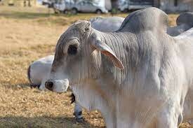 Cattle-Brahman