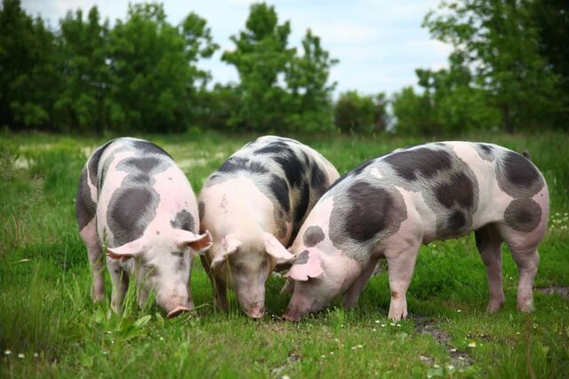 Swine-Spotted