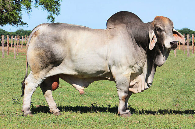 brahman