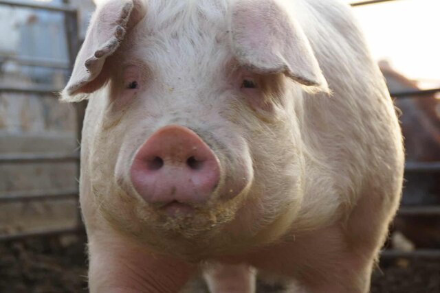 Swine-Chester White