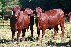 Cattle-Santa Gertrudis