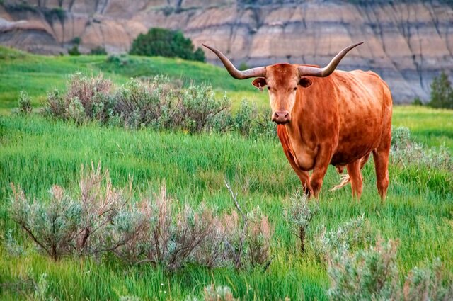 Texas Longhorn