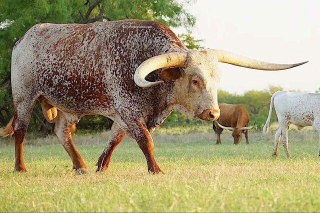 texas longhorn
