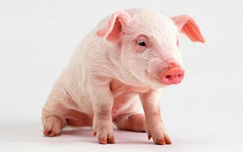 Swine-Landrace