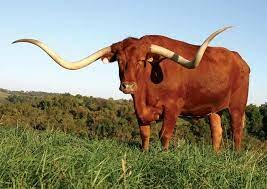 Cattle-Texas Longhorn