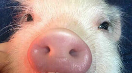 Timeline: swine breeds
