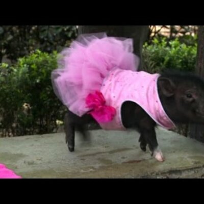 Timeline: swine breeds timeline