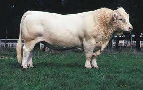 Cattle, Charolais