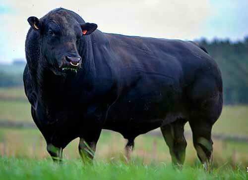 Angus (cattle)