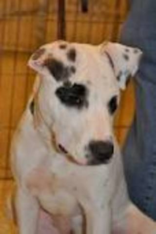 Got my first dog!!!!