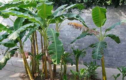 La llegada de la industria platanera a Tenerife supone un cambio importante en la economía de Adeje, que se convierte en uno de los principales productores de plátanos de la isla