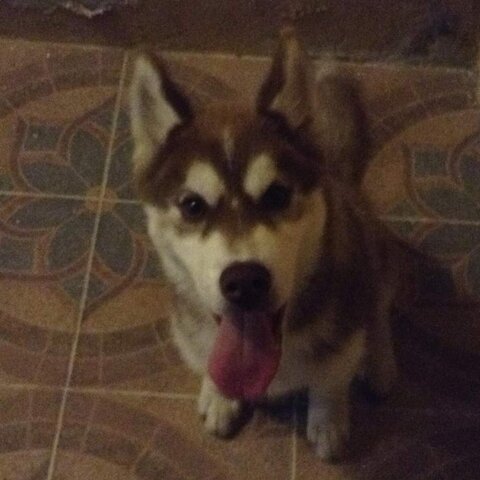 Llego a mi vida este angelito 🐶