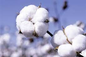 Cotó