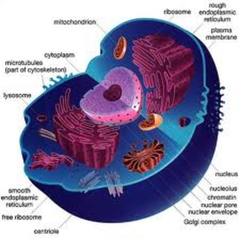 Discovery about cells