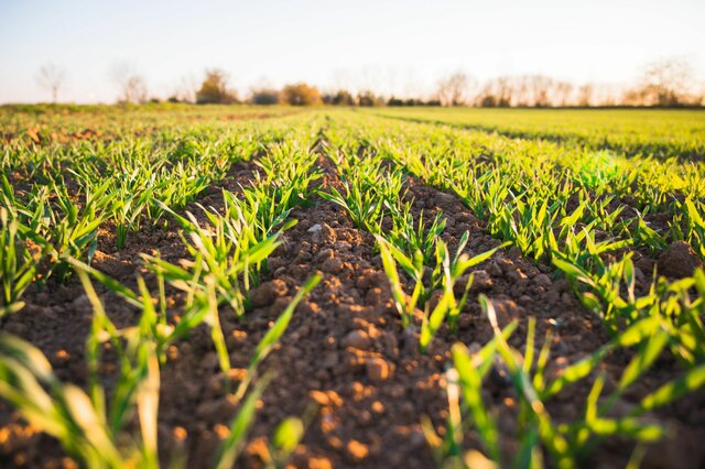 Scientific plant breeding