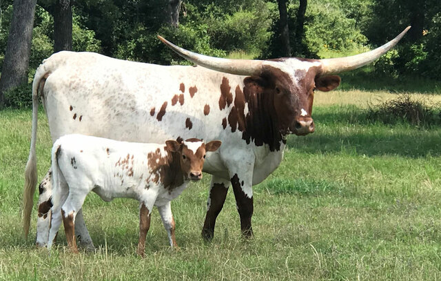 Texas Longhorn