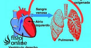 Descripción del sistema circulatorio pulmonar