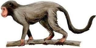 Primeros primates